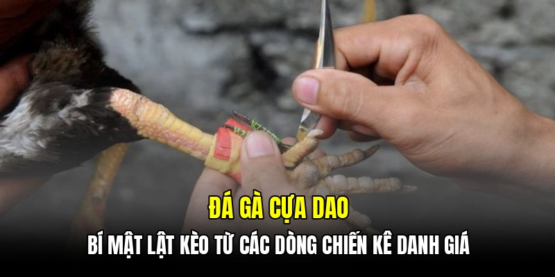 Đá gà cựa dao - Bí mật lật kèo từ các dòng chiến kê danh giá