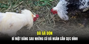 Đá gà đòn - Bí mật đằng sau những cú đá ngàn cân cực đỉnh