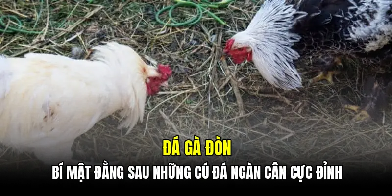 Đá gà đòn - Bí mật đằng sau những cú đá ngàn cân cực đỉnh