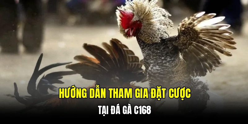 Hướng dẫn tham gia đặt cược tại đá gà C168