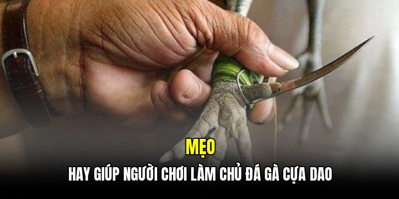 Mẹo hay giúp người chơi làm chủ đá gà cựa dao