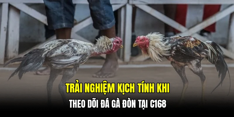 Trải nghiệm kịch tính khi theo dõi đá gà đòn tại C168