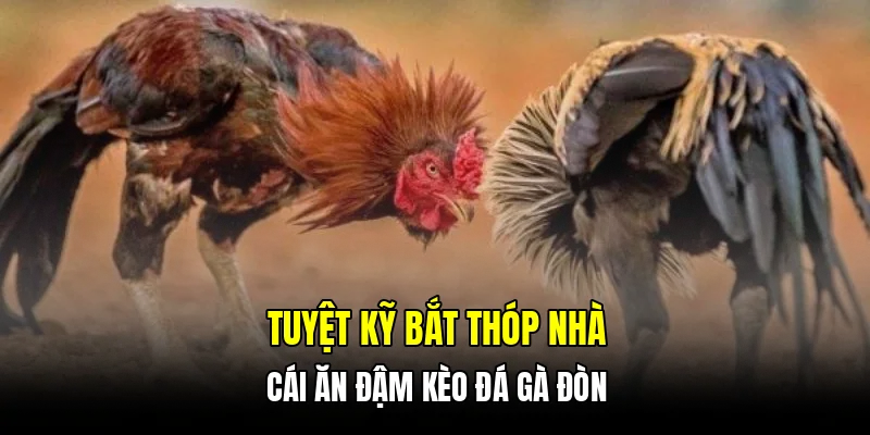 Tuyệt kỹ bắt thóp nhà cái ăn đậm kèo đá gà đòn